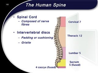 160
Cervical 7
Thoracic 12
Lumbar 5
Sacrum
5 (fused)
4 coccyx (fused)
• Intervertebral discs
– Padding or cushioning
– Gristle
The Human Spine
• Spinal Cord
– Composed of nerve
fibres
160
© 2002 Abertay Nationwide Training
 