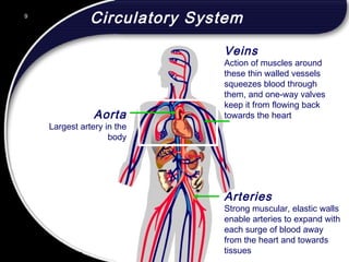 9
Circulatory System
Aorta
Largest artery in the
body
Arteries
Strong muscular, elastic walls
enable arteries to expand with
each surge of blood away
from the heart and towards
tissues
Veins
Action of muscles around
these thin walled vessels
squeezes blood through
them, and one-way valves
keep it from flowing back
towards the heart
9
© 2002 Abertay Nationwide Training
 