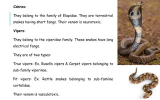 Cobras:
They belong to the family of Elapidae. They are terrestrial
snakes having short fangs. Their venom is neurotoxic.
Vipers:
They belong to the viperidae family. These snakes have long
electrical fangs.
They are of two types:
True vipers: Ex. Rusells vipers & Carpet vipers belonging to
sub-family viperinae.
Pit vipers: Ex. Rattle snakes belonging to sub-familae
cortalidae.
Their venom is vasculotoxic.
 