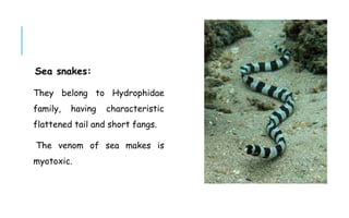 Sea snakes:
They belong to Hydrophidae
family, having characteristic
flattened tail and short fangs.
The venom of sea makes is
myotoxic.
 
