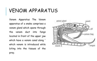 VENOM APPARATUS
Venom Apparatus The Venom
apparatus of a snake comprises a
venom gland which opens through
the venom duct into fangs
located in front of the upper jaw
which have a venom canal along '
which venom is introduced while
biting into the tissues of the
prey.
 
