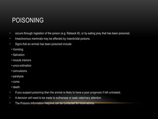first aid for animals livestock animals .pptx