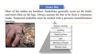 Snake Bite
Most of the snakes are harmless. Snakebites generally occur on the limbs
and most often on the legs. Always assume the bite to be from a venomous
snake. Suspected snakebite must be treated with a pressure immobilization
bandage.
Nausea vomiting
swelling
Rapid swelling
pain
Shortness of breath
Blurred vision
 