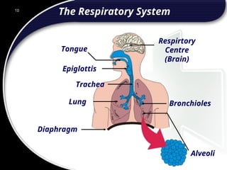 10
The Respiratory System
10
Respirtory
Centre
(Brain)
Bronchioles
Epiglottis
Trachea
Lung
Diaphragm
Alveoli
Tongue
© 2002 Abertay Nationwide Training
 
