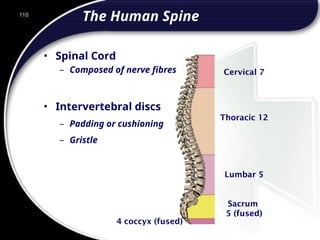110
Cervical 7
Thoracic 12
Lumbar 5
Sacrum
5 (fused)
4 coccyx (fused)
• Intervertebral discs
– Padding or cushioning
– Gristle
The Human Spine
• Spinal Cord
– Composed of nerve fibres
110
© 2002 Abertay Nationwide Training
 