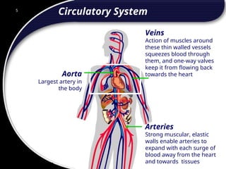 5
Circulatory System
Aorta
Largest artery in
the body
Arteries
Strong muscular, elastic
walls enable arteries to
expand with each surge of
blood away from the heart
and towards tissues
Veins
Action of muscles around
these thin walled vessels
squeezes blood through
them, and one-way valves
keep it from flowing back
towards the heart
5
© 2002 Abertay Nationwide Training
 