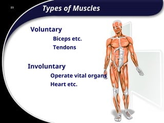89
Voluntary
Biceps etc.
Tendons
Types of Muscles
Involuntary
Operate vital organs
Heart etc.
89
© 2002 Abertay Nationwide Training
 