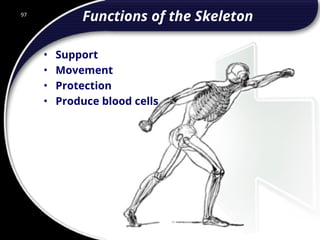 97
Functions of the Skeleton
• Support
• Movement
• Protection
• Produce blood cells
97
© 2002 Abertay Nationwide Training
 