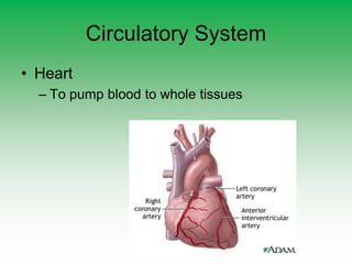 Circulatory System
• Heart
– To pump blood to whole tissues
 