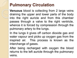 Pulmonary Circulation 
Venuous blood is collecting from 2 large veins 
draining the upper and lower parts of the body 
into the right auricle and from this chamber 
passes through a valve to the right ventricle, 
whence it is forced by compression through the 
pulmonary artery to the lungs. 
In the lungs it gives off carbon dioxide gas and 
water vapour and picks up oxygen gas from the 
inspired air. This process is known as the 
interchange of gases. 
After being recharged with oxygen the blood 
returns to the left auricle through the pulmonary 
veins. 
 