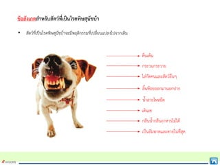 ขอสังเกตสําหรับสัตวที่เปนโรคพิษสุนัขบา
• สัตวที่เปนโรคพิษสุนัขบาจะมีพฤติกรรมที่เปลี่ยนแปลงไปจากเดิม
ตื่นเตน
กระวนกระวาย
ไลกัดคนและสัตวอื่นๆ
ลิ้นหอยออกมานอกปาก
น้ําลายไหลยืด
เดินเซ
กลืนน้ํากลืนอาหารไมได
เปนอัมพาตและตายในที่สุด
 