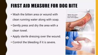 Forebite First Aid First Aid in Sting and Bites or snake bite | PPTX