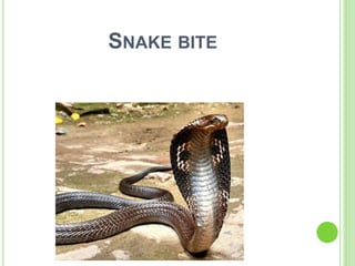 SNAKE BITE
 