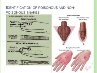 IDENTIFICATION OF POISONOUS AND NON-
POISONOUS SNAKES
 