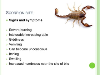 SCORPION BITE
 Signs and symptoms
 Severe burning
 Intolerable increasing pain
 Giddiness
 Vomiting
 Can become unconscious
 Itching
 Swelling
 Increased numbness near the site of bite
 