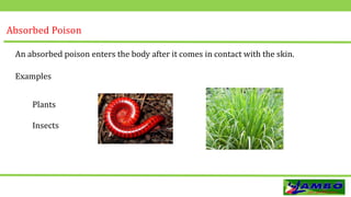 Absorbed Poison
An absorbed poison enters the body after it comes in contact with the skin.
Examples
Insects
Plants
 