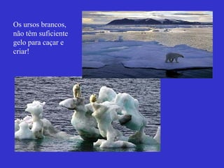 Os ursos brancos,
não têm suficiente
gelo para caçar e
criar!
 