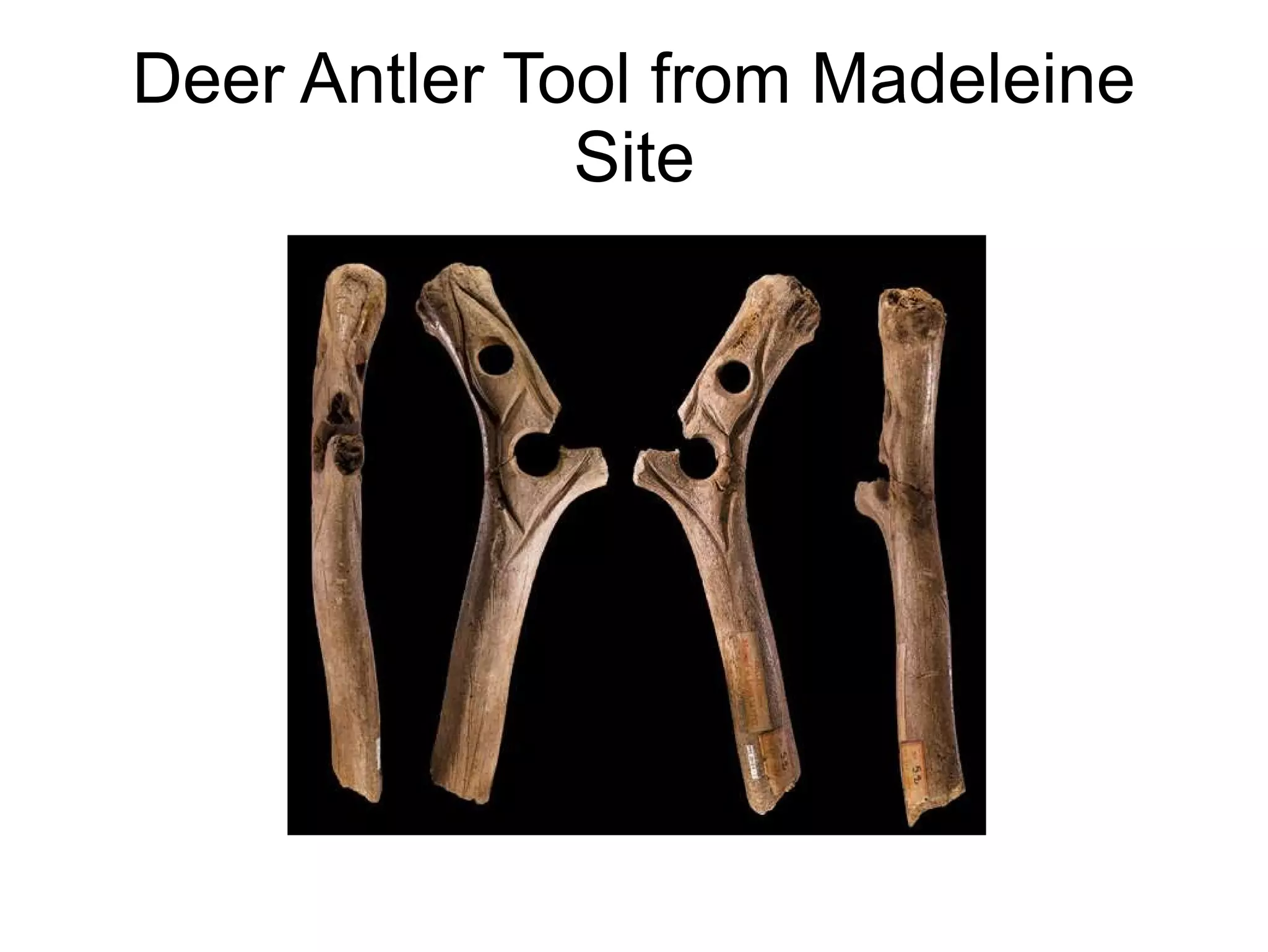 Deer Antler Tool from Madeleine
Site
 