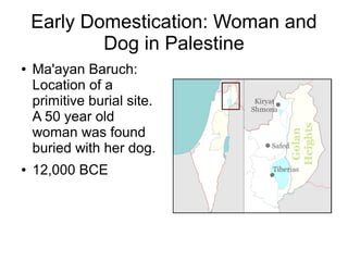 Early Domestication: Woman and
Dog in Palestine
● Ma'ayan Baruch:
Location of a
primitive burial site.
A 50 year old
woman was found
buried with her dog.
● 12,000 BCE
 