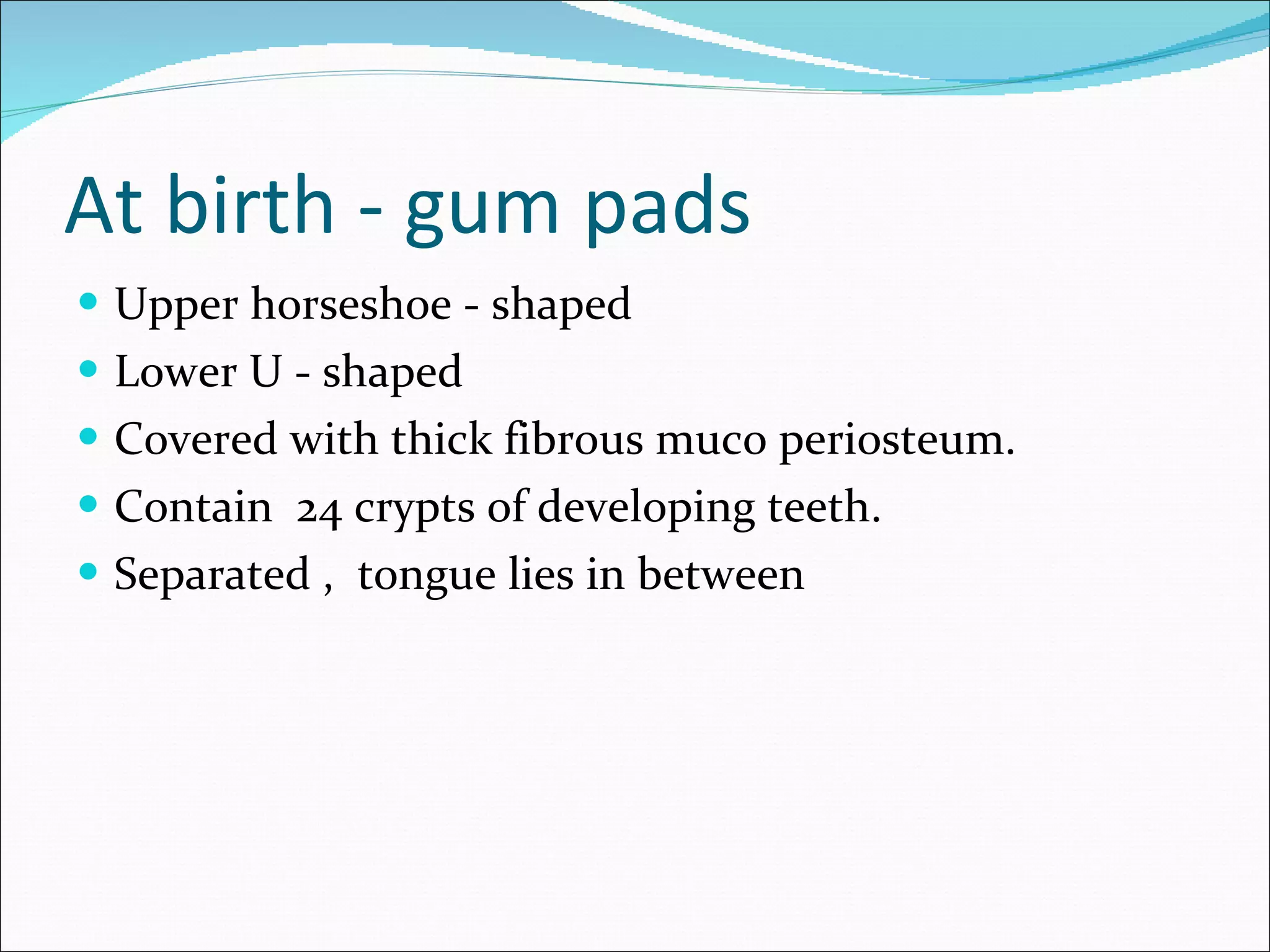 At birth - gum pads Upper horseshoe - shaped Lower U - shaped Covered with thick fibrous muco periosteum. Contain  24 crypts of developing teeth. Separated ,  tongue lies in between 