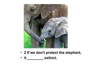 • 2 If we don't protect the elephant,
• it ________ extinct.
 