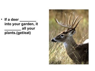 • If a deer ________
  into your garden, it
  ________ all your
  plants.(get/eat)
 