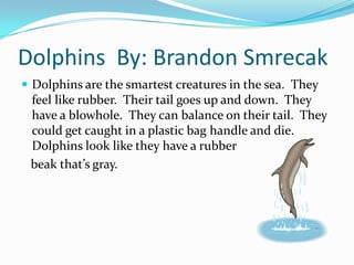 Dolphins By: Brandon Smrecak
 Dolphins are the smartest creatures in the sea. They
 feel like rubber. Their tail goes up and down. They
 have a blowhole. They can balance on their tail. They
 could get caught in a plastic bag handle and die.
 Dolphins look like they have a rubber
 beak that’s gray.
 
