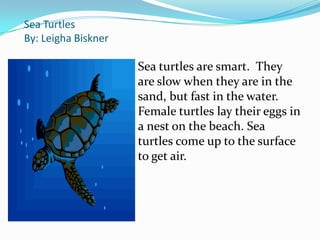 Sea Turtles
By: Leigha Biskner

                      Sea turtles are smart. They
                      are slow when they are in the
                      sand, but fast in the water.
                      Female turtles lay their eggs in
                      a nest on the beach. Sea
                      turtles come up to the surface
                      to get air.
 