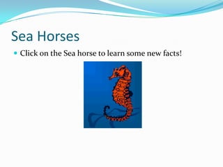 Sea Horses
 Click on the Sea horse to learn some new facts!
 