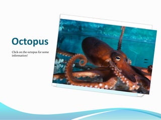 Octopus
Click on the octopus for some
information!
 