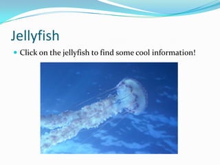 Jellyfish
 Click on the jellyfish to find some cool information!
 