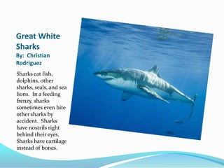 Great White
Sharks
By: Christian
Rodriguez
Sharks eat fish,
dolphins, other
sharks, seals, and sea
lions. In a feeding
frenzy, sharks
sometimes even bite
other sharks by
accident. Sharks
have nostrils right
behind their eyes.
Sharks have cartilage
instead of bones.
 