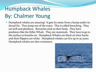 Humpback Whales
By: Chalmer Young
 Humpback whales are amazing! It gets its name from a hump under its
  dorsal fin. They jump out of the water. This is called breaching. They
  eat krill and plankton. Barnacles stick to their body. They have
  predators like the Killer Whale. They are mammals. They have to go to
  the surface to breathe air. Humpback Whales are black on their backs
  and their flippers are white. Humpback whales can live up to 50 years.
  Humpback whales are slow swimmers.
 