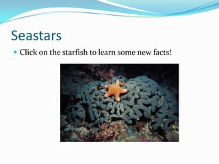 Seastars
 Click on the starfish to learn some new facts!
 