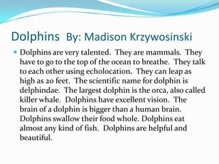 Dolphins By: Madison Krzywosinski
 Dolphins are very talented. They are mammals. They
 have to go to the top of the ocean to breathe. They talk
 to each other using echolocation. They can leap as
 high as 20 feet. The scientific name for dolphin is
 delphindae. The largest dolphin is the orca, also called
 killer whale. Dolphins have excellent vision. The
 brain of a dolphin is bigger than a human brain.
 Dolphins swallow their food whole. Dolphins eat
 almost any kind of fish. Dolphins are helpful and
 beautiful.
 