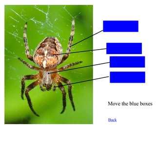Legs Abdomen Cephalothorax Palps Back Move the blue boxes 