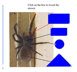 Click on the box to reveal the answer 