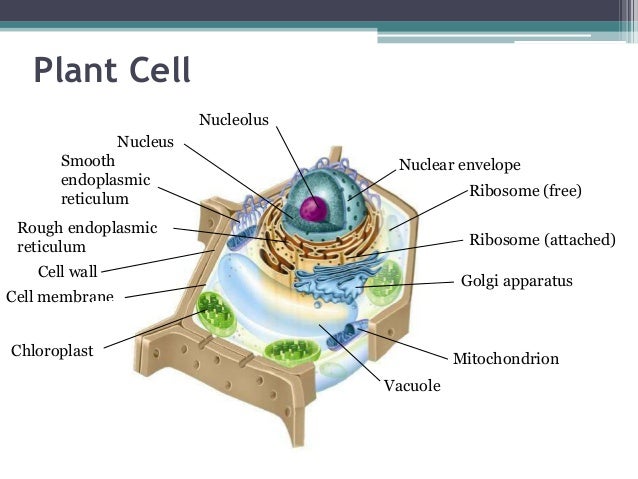 What Is The Largest Organelle In A Cell First lecture