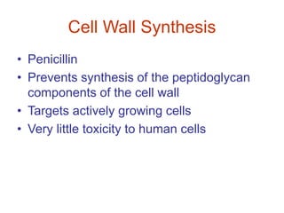 Cell Wall Synthesis
• Penicillin
• Prevents synthesis of the peptidoglycan
components of the cell wall
• Targets actively growing cells
• Very little toxicity to human cells
 