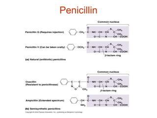 Penicillin
 