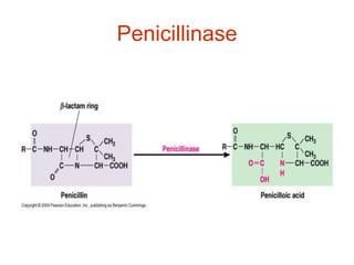 Penicillinase
 