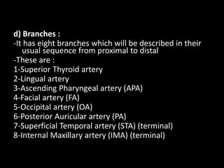 d) Branches :
-It has eight branches which will be described in their
usual sequence from proximal to distal
-These are :
1-Superior Thyroid artery
2-Lingual artery
3-Ascending Pharyngeal artery (APA)
4-Facial artery (FA)
5-Occipital artery (OA)
6-Posterior Auricular artery (PA)
7-Superficial Temporal artery (STA) (terminal)
8-Internal Maxillary artery (IMA) (terminal)
 