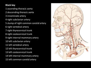 Black key
1 ascending thoracic aorta
2 descending thoracic aorta
3 innominate artery
4 right subclavian artery
5 stump of right common carotid artery
6 right vertebral artery
7 right thyrocervical trunk
8 right costocervical trunk
9 right internal mammary artery
10 left subclavian artery
11 left vertebral artery
12 left thyrocervical trunk
13 left costocervical trunk
14 left internal mammary artery
15 left common carotid artery
 