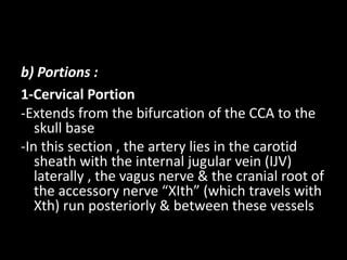b) Portions :
1-Cervical Portion
-Extends from the bifurcation of the CCA to the
skull base
-In this section , the artery lies in the carotid
sheath with the internal jugular vein (IJV)
laterally , the vagus nerve & the cranial root of
the accessory nerve “XIth” (which travels with
Xth) run posteriorly & between these vessels
 