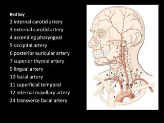 Red key
2 internal carotid artery
3 external carotid artery
4 ascending pharyngeal
5 occipital artery
6 posterior auricular artery
7 superior thyroid artery
9 lingual artery
10 facial artery
11 superficial temporal
12 internal maxillary artery
24 transverse facial artery
 