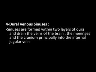4-Dural Venous Sinuses :
-Sinuses are formed within two layers of dura
and drain the veins of the brain , the meninges
and the cranium principally into the internal
jugular vein
 