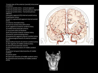 -Frontal view of the anterior (carotid) intracranial
circulation
1 internal carotid artery - cervical segment
2 internal carotid artery - vertical petrous segment
3 internal carotid artery – horizontal petrous
segment
4 presellar segment (C5) internal carotid artery
9 ophthalmic artery
10 and 11 supraclinoid segment internal carotid
artery
13 anterior choroidal artery
14 internal carotid artery bifurcation
15 A1 segment of anterior cerebral artery
16 medial lenticulostriate arteries
17 recurrent artery of Heubner
18 A1-A2 junction anterior cerebral artery
19 anterior communicating artery
20 proximal A2 segment anterior cerebral artery
21 callosomarginal branch of anterior cerebral
artery
28 pericallosal branch of anterior cerebral artery
31 M1 segment of middle cerebral artery
32 lateral lenticulostriate arteries
33 bifurcation/trifurcation of middle cerebral
artery
34 anterior temporal lobe branches of middle
cerebral
43 sylvian point
44 opercular branches of middle cerebral artery
45 sylvian(insular) branches of middle cerebral
artery
 