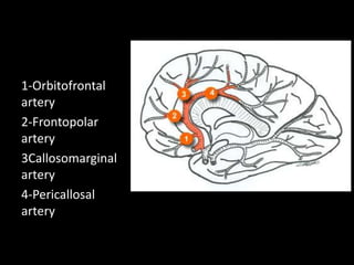 1-Orbitofrontal
artery
2-Frontopolar
artery
3Callosomarginal
artery
4-Pericallosal
artery
 