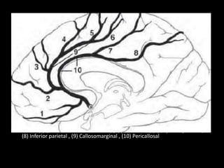 (1) Orbitofronal , (2) Frontopolar , (3) Anterior internal forntal , (4) Middle internal
frontal , (5) Posterior internal frontal , (6) paracentral , (7) Superior parietal ,
(8) Inferior parietal , (9) Callosomarginal , (10) Pericallosal
 