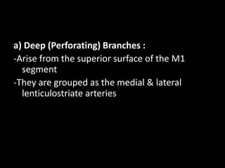 a) Deep (Perforating) Branches :
-Arise from the superior surface of the M1
segment
-They are grouped as the medial & lateral
lenticulostriate arteries
 